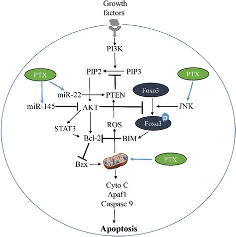 Mechanisms Of Paclitaxel Induced Apoptosis In Cancer Cells Via