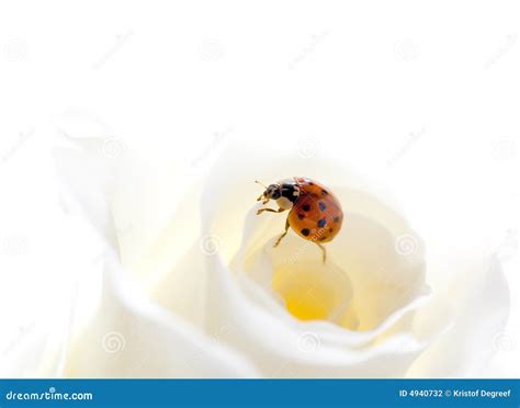 Ladybug On Rose Stock Photography - Image: 4940732