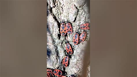 24 март 2024 г. Божа кравичка,великденче,Pyrrhocoris apterus,насекоми ...