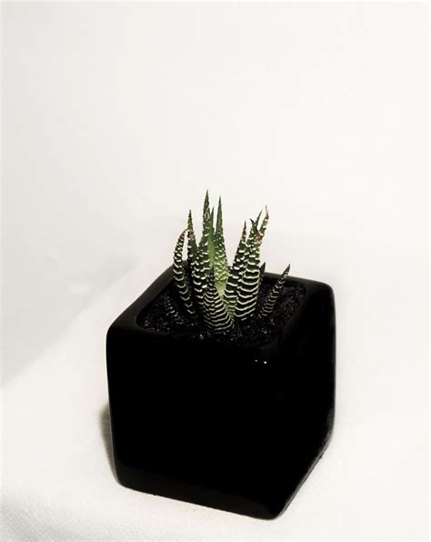 Cactus in a ceramic pot - PixaHive