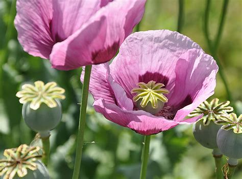 Papavero Da Oppio Papaver Somniferum Amaperbene It