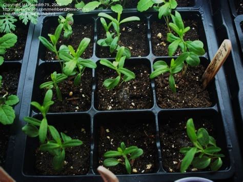 Plantfiles Pictures Asclepias Species Butterfly Milkweed Butterfly