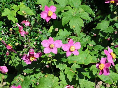 Herbst Anemone Hadspen Abundance Beste Sorten And Stauden Wissen