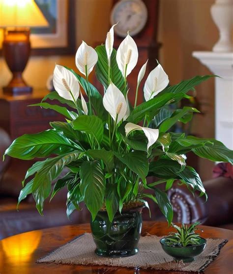 growing  peace lily spathiphyllum   rewarding experience