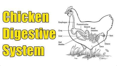 Chicken Digestive Systemparts Of Chicken Digestive Systemworld Of