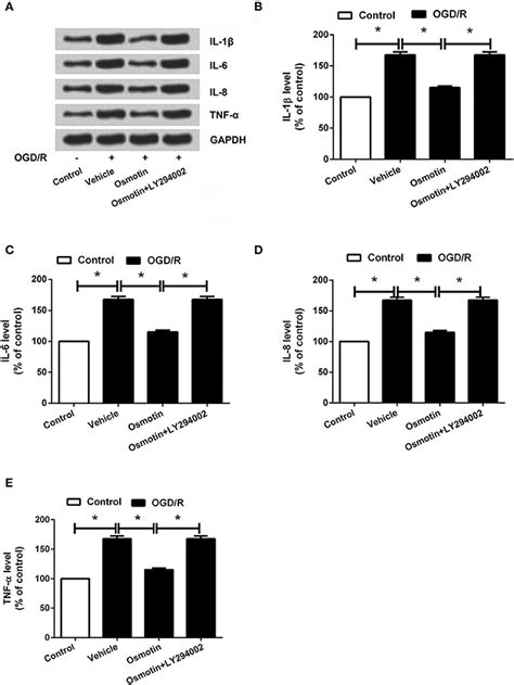 Frontiers Osmotin Protects H9c2 Cells From Simulated Ischemia