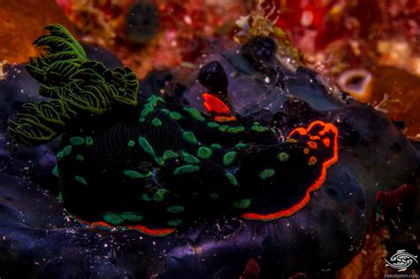 Nembrotha Kubaryana Nudibranch Facts And Photographs • Seaunseen