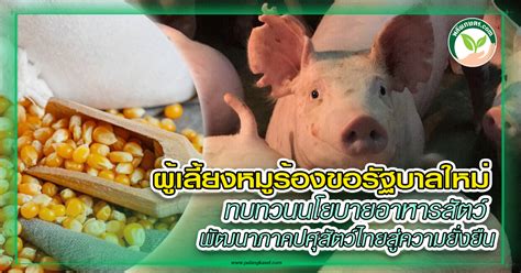 ผู้เลี้ยงหมูร้องขอรัฐบาลใหม่ Copy พลังเกษตรcom