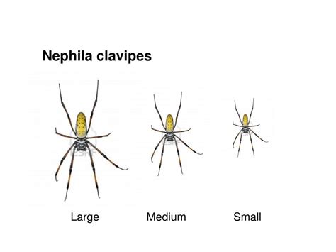 PPT - Testing for size-dependent trade-offs of clustering in Nephila ...