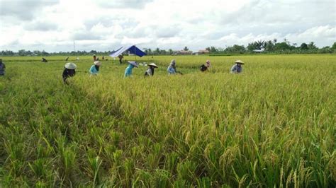 Beras Kaltara Jadi Penyangga Pangan Di Ikn Tergantung Pemda