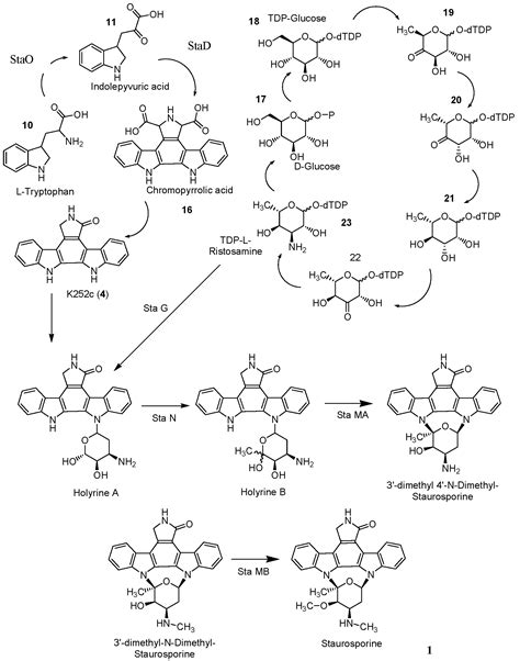 Strategies Towards The Synthesis Of Staurosporine Indolocarbazole