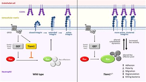 Frontiers The Rac GEF Tiam1 Controls Integrin Dependent Neutrophil