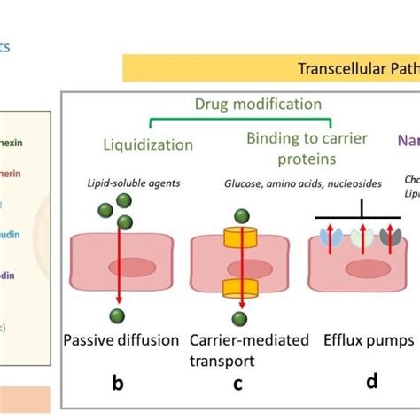 Schematics Of Drug Delivery Via Paracellular And Transcellular