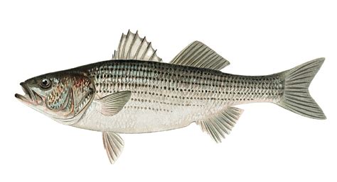 Download Striped Bass Bass Striper Royalty Free Stock Illustration