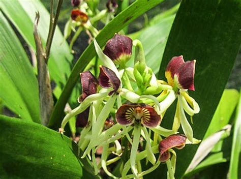 Love Orchid Flower Black Orchid Flower Belize