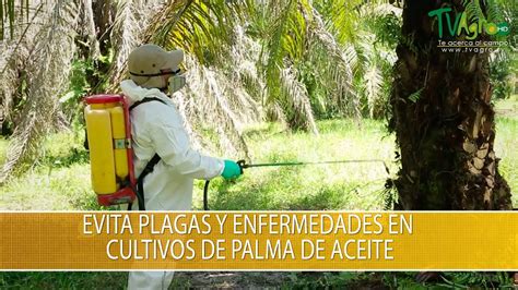 Evita Plagas Y Enfermedades En Cultivos De Palma De Aceite Tvagro Por