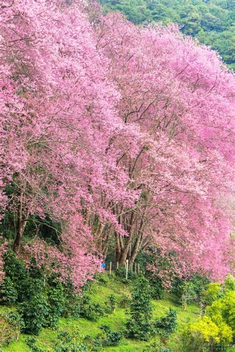 Why Pink And Green Is The Best Color Combination Ever