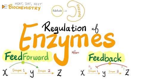 Feedforward Feedback Mechanisms Positive Negative Feedback