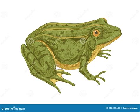 The Big Green Toad And A Fly Cartoon Vector Illustration