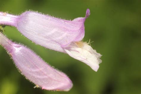 Eastern Gray Beardtongue Project Noah