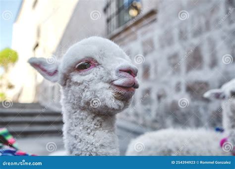 Funny Baby Llama On A Windy Day South American Camelid Arequipa