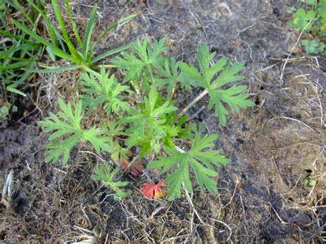 Geranium Bicknellii Bicknells Cranesbill