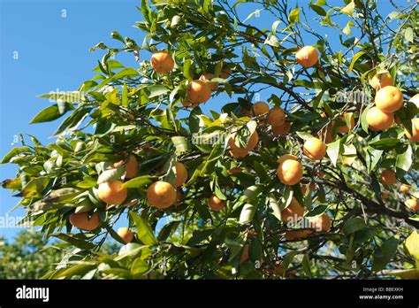 Tree Heavy Fruit People Hi Res Stock Photography And Images Alamy