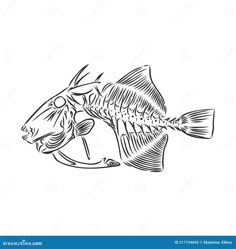 Skeleton Of Fish Sketch Skeleton Of A Prehistoric Fish Vector Sketch