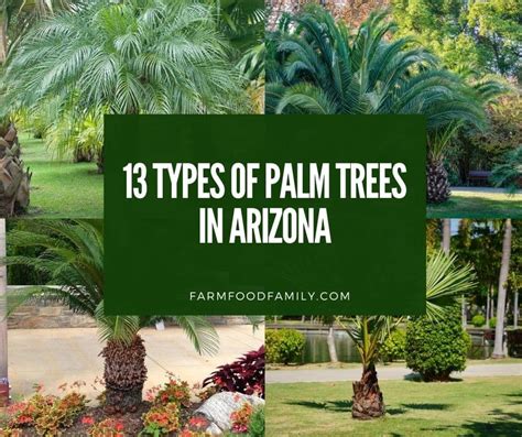 The Best Types Of Palm Trees To Plant In Arizona With Photos