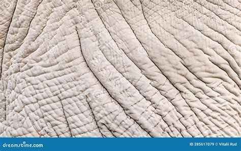 Elephant Skin Seamless Texture Stock Illustration Illustration Of