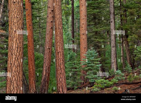 Forest Of Mixed Conifer Trees Ponderosa Pines Douglas Fir And Spruce