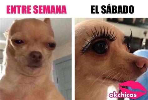 Okchicas En Instagram S Bado De Funny Memes Images Funny