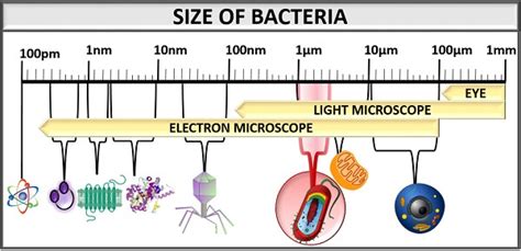 Bacteria Sizes