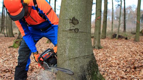 Baum fällen sicher und richtig Teil 1 Grundlagen Baum fällen