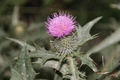 Cirsium Vulgare Or The Common Thistle As Roadside Weeds Stock Photo