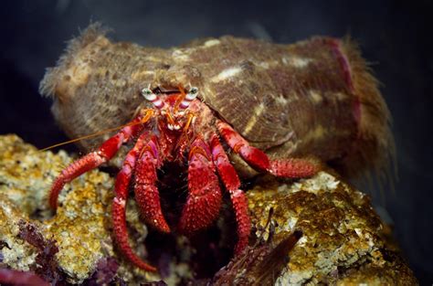 How to Properly Care for Molting Hermit Crabs - Pet Ponder