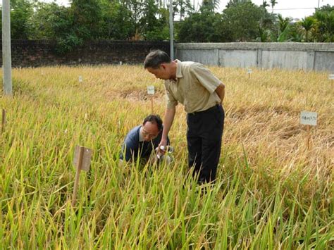 首席科学家程式华研究员赴内江综合试验站南繁基地调研中国水稻研究所