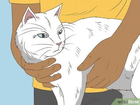 How to Recognize Signs of Shock in a Cat: Immediate Care