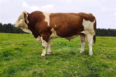 1 Simmental Breeding Bull | SellMyLivestock - The Online Livestock ...