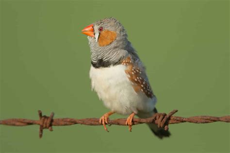 Zebra Finch Lifespan Food And Care Guide 2022 Cute Parrots