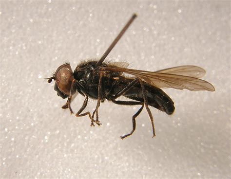 Cheilosia Longula Pinned Male Sutton Park Birmingham Flickr