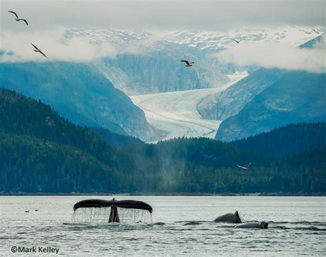 Alaska_humpback_whales_Herbert_Glacier_Juneua_Mark_Kelley_Jayleen ...