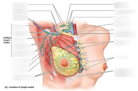 Location of Lymph Nodes Diagram | Quizlet