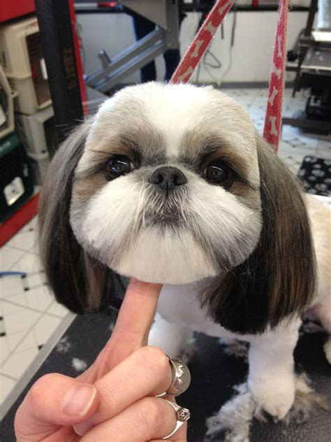 Awkward Trend Round Dog Haircuts