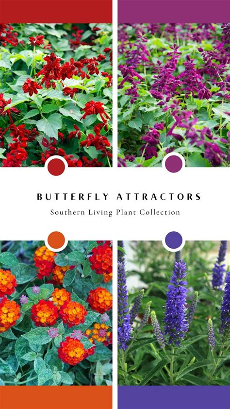 Attract Butterflies With These Plants Artofit