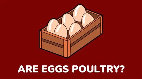 Are Eggs Poultry? See What You Need To Know - millenora