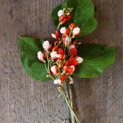 Painted Lady Runner Bean Heirloom 65 Days