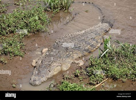 Nile Crocodile Mara River Masai Mara National Reserve Kenya Stock