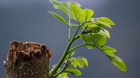 Wallpaper Leaves Nature Plants Wood Branch Green Yellow Tree