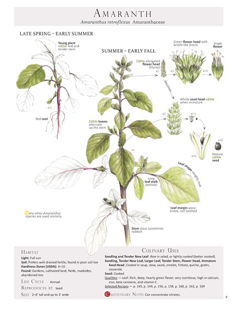 Callaloo Amaranth ΒΛΗΤΑ — Foraging And Feasting